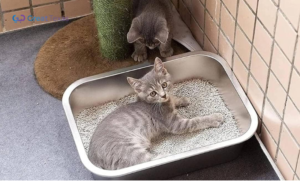 stainless steel litter box